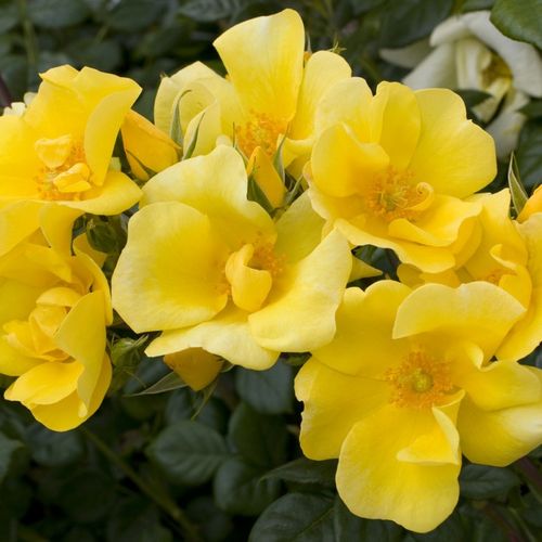 Rosa Liane Foly® - gelb - floribundarosen